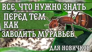 EVERYTHING you need to know before getting ANTS! All the information for beginners.