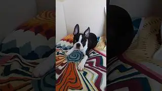 ДЖАZZ #puppy