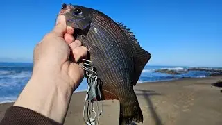 Pigeon Point Lighthouse Surf Perch, Rock Fish, and Crab!