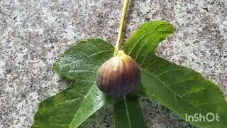 Инжир сорта Burgan Unknown fig