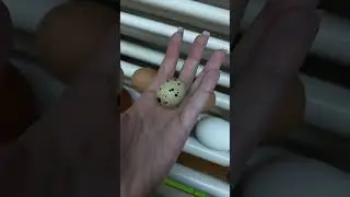 Инкубатор универсальный для вывода 400 яиц 🐣 #shortsvideo #shorts #фермерство #птицеводство #цыплята