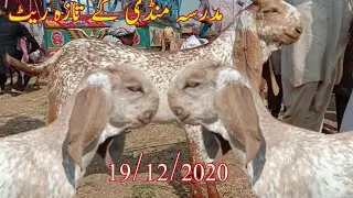 مدرسہ منڈی کے تازہ ریٹ پیور مکھی چینے نکوڑوں والے بکرے ویڈیو اچھی لگے تو لائک اور سبسکرائب کریں