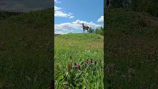 Муфлон наслаждается природой в Подмосковном сафари-парке #сафарипарк #nature #забавныеживотные