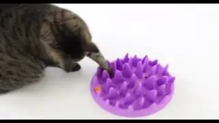 Игрушки для кошек и котят. Покупайте в магазинах Золотая Рыбка