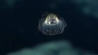 pacific jellyfish