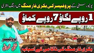 Goat Farming Profitable Business Idea In Pakistan 2021