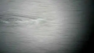 Beluga in Varangerfjord, Norway