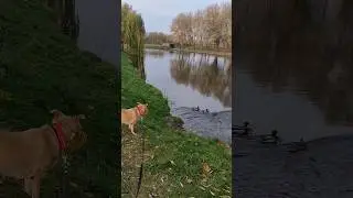 Спокойная прогулка с собакой 🥰🥰🥰🍂🍁🤎
