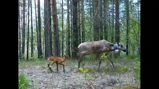 Керженский заповедник вольные северные олени с оленятами май 2023