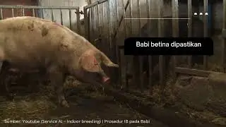 Reproduksi Babi | Siklus, Kawin Alam, Inseminasi Buatan.