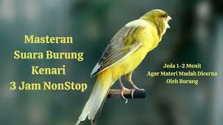 Masteran Suara Burung Kenari 3 jam Non Stop