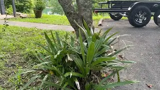 Needle Palm in North Tennessee