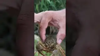 Рак попался 