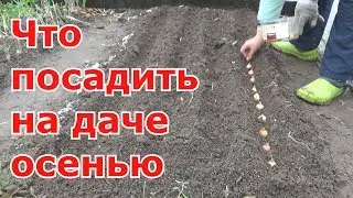 Озимые посадки.  Свекла, морковь, лук-севок, лук-чернушка, салат, укроп, петрушка, кинза