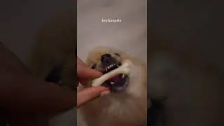 Отвлечь пушистика на 20 минут☑️ #шпиц #померанскийшпиц #pets #смешноевидео #pomeranian #шпицмини