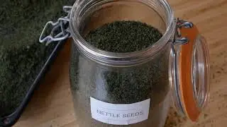 Harvesting nettle seeds (Urtica dioica)