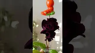 Стрептокарпус DS Призрак