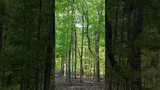 Wet-Mesic Flatwood 2