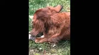 Max und ein Stück Schafswolle