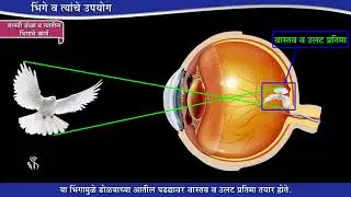 10th Science 1 | Chapter#07 | Topic#07 | मानवी डोळा व त्यातील भिंगाचे कार्य | Marathi Medium