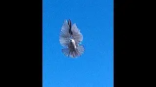 Николаевские торцовые голуби