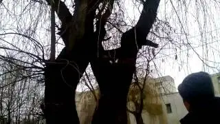 Шок.Собака умеет лазить по деревьям как КОТ.....