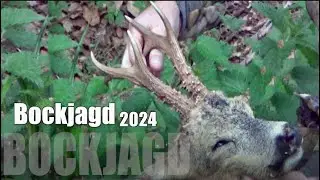 Bockjagd 2024- am 1.April geht es los! / Roebucks in Spring!