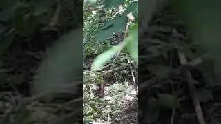 Чернышкин побежал прятать орех