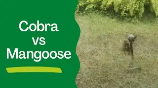 Cobra and Mongoose 2 | Fight | Cobra Mongoose Fight