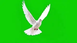 Pigeon Green Screen 🐦 | Flying Pigeon Animation | Free Green Screen Effect for Editing