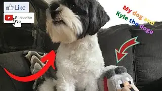 Kyle the dog and my dog🙂