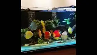 discus akvaskeyp