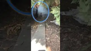 Tiny Puppy Left Alone on the Street Waits for a Family Who Will Never Return