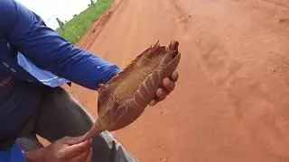 Se tatu falasse, falava assim