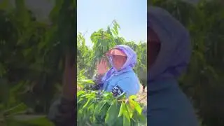 Возможности Лидеров Siberian Wellness. Беларусь Узбекистан.