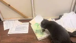 Кошка Мурка снимает стресс с помощью валерьянки!