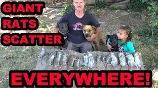 21 Rats and a Fallen Tree!