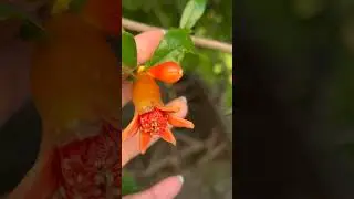 Как цветет гранат 