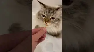 Насекомые для ЕДЫ #еда #насекомые #продукты #котики