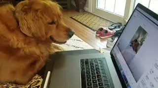 My Golden Retriever Watches Tucker Budzyn
