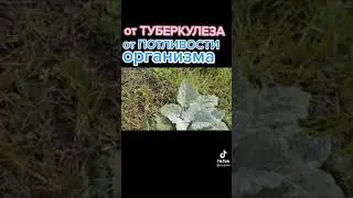 От туберкулёза от потливости организма Полезное