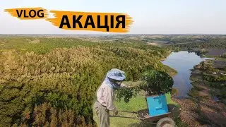 ✅VLOG ➤ АКАЦІЯ ➤ Збираємо МЕД ➤ Знімаємо РОЇ ➤ Сімейна Пасіка Яценко!