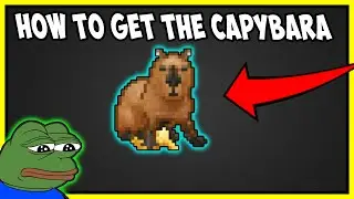 HOW TO GET ZIGY'S CAPYBARA IN DANK MEMER REWRITE/NEW UPDATE