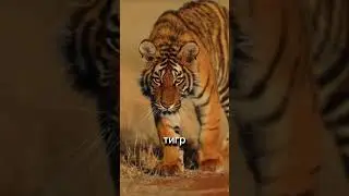 ГДЕ БЫ ВЫ ХОТЕЛИ ПОБЫВАТЬ?#tiktok#рекомендации#like#shortvideo#shorts#facts#reels#факты#india