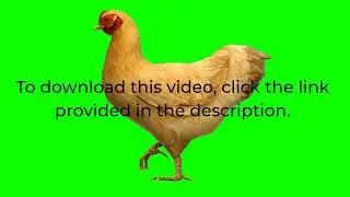 Chicken Walking Green Screen | Hen Walk Animation | Chroma Key | Free Download | No Copyright