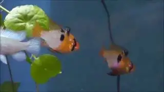 My Fish Tank Tour!