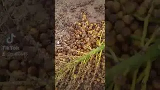 terra do #licuri #quixabeira #roça #agro #mato #lindos #sitio