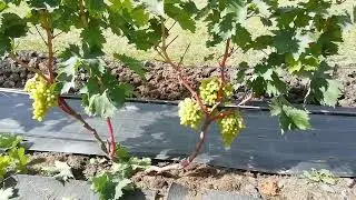 Столетие - кишмиш.     Сентеньел сидлис (Centennial Seedless, "столетие бессемянное"