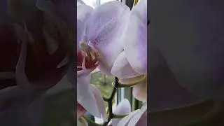Орхидея