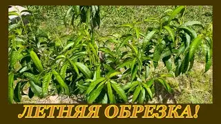 Первый этап летней обрезки персика, нектарина!